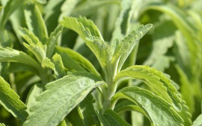 Modern Agriculture and Human Gut Health